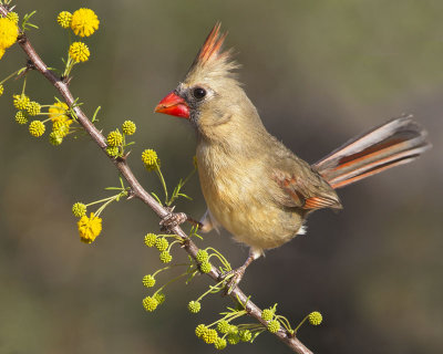 Cardinal female and Huisache flowers.jpg