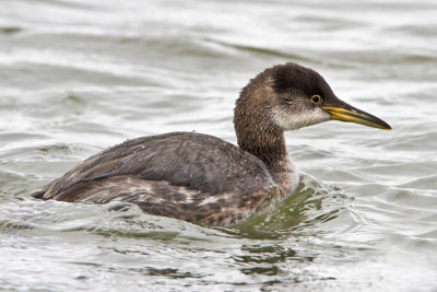 Red necked Grebe.jpg