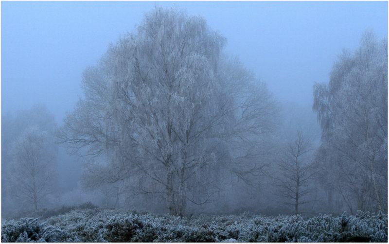 Hoar Frost Tree