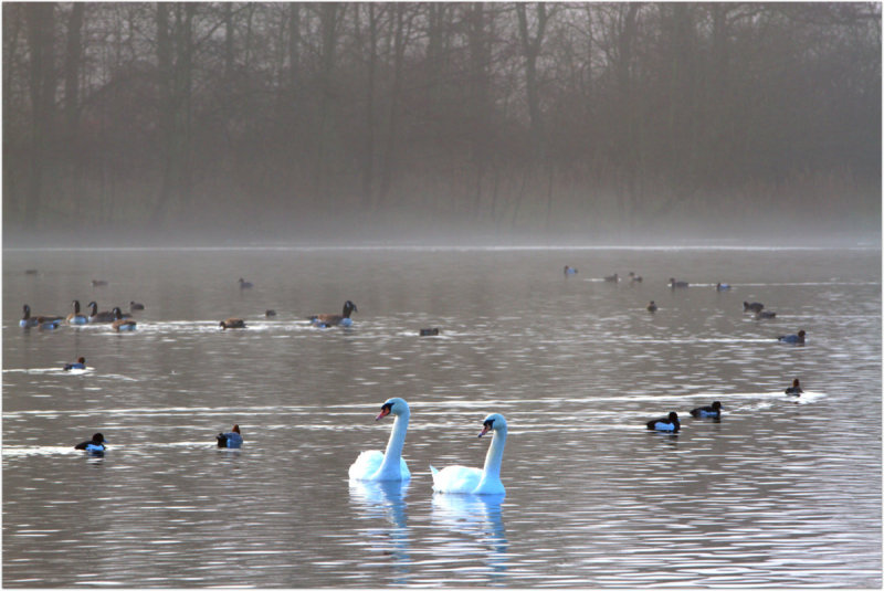 Swan Lake
