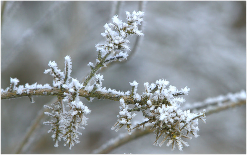 Frost