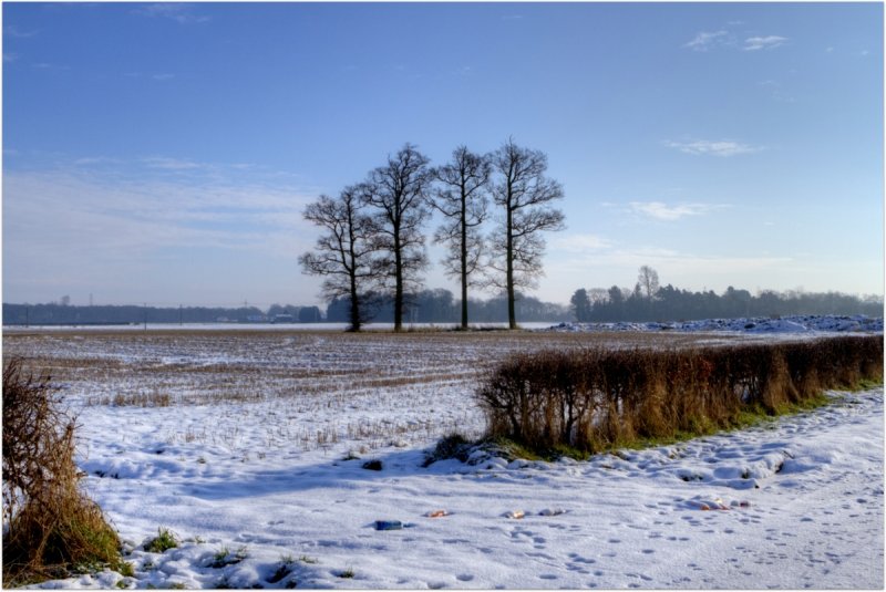 Winter Trees