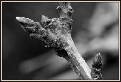 New Buds On The Apple Tree