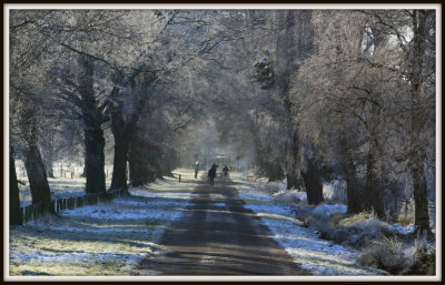 Morning Dog Walkers