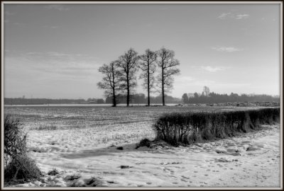 Winter Trees - Mono