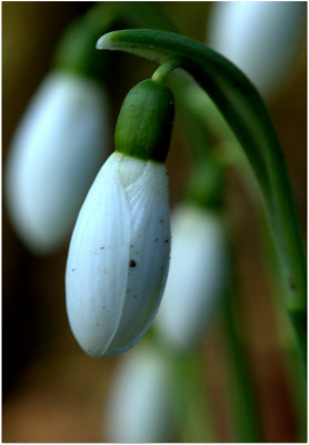 Snowdrops