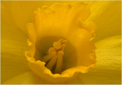 Up Close Daffodil