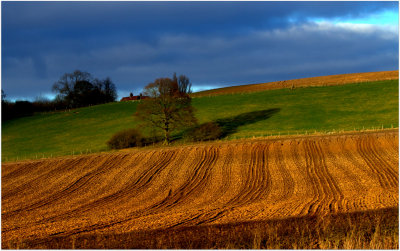 Afternoon Light