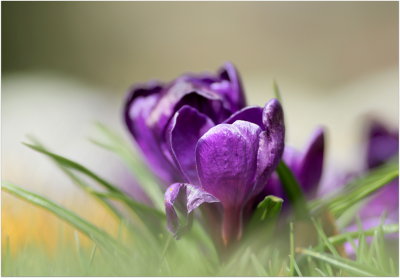 Crocus