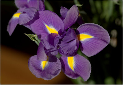 Window Light On An Iris