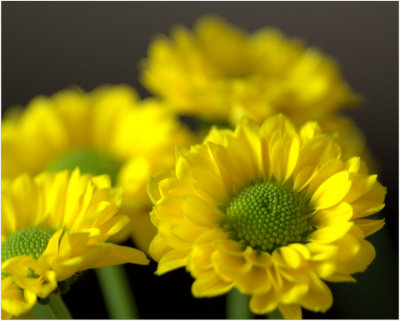 Chrysanthemum