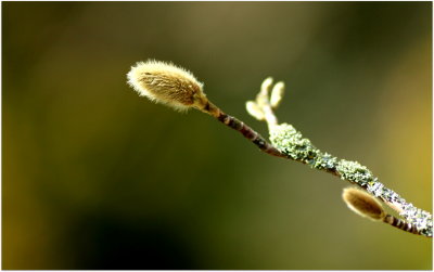 New Buds