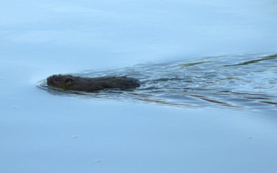 Watervole