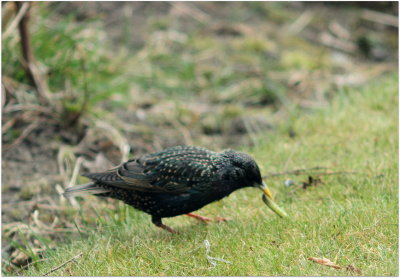 Starling