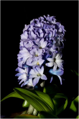 Hyacinth