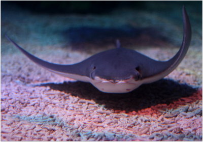 Ray