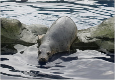 Seal