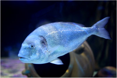 Scarborough Sea Life Centre