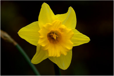 Another Garden Daff