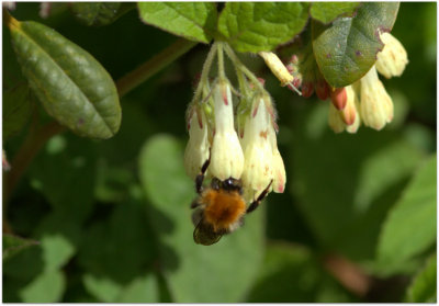Bee