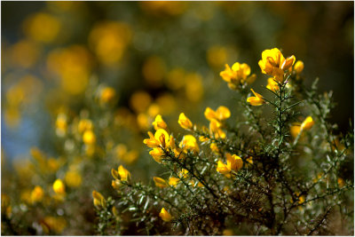Gorse