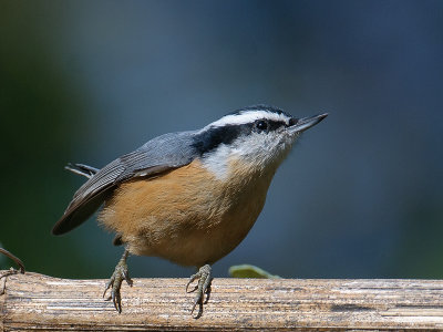 Red-breasted Nuthatch