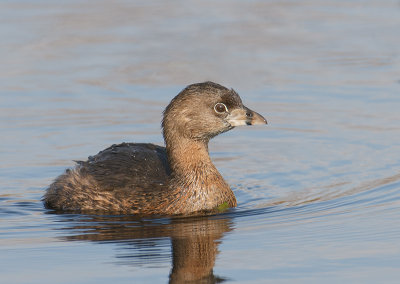 Pied-billed Grebe