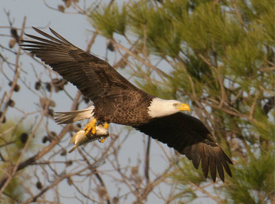 Pearland Bald Eagle