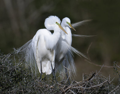 Great Egrets