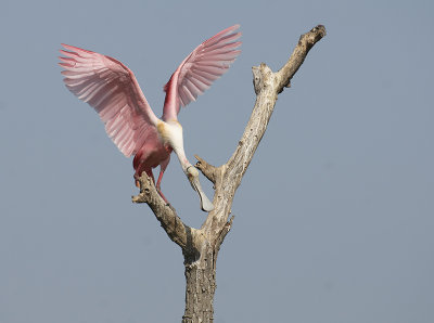 Roseate Spoonbill