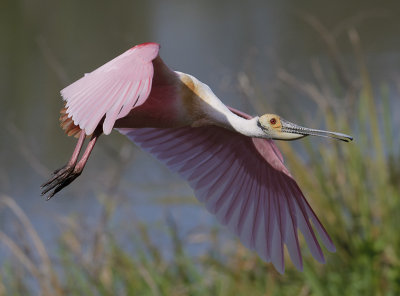 Roseate Spoonbill