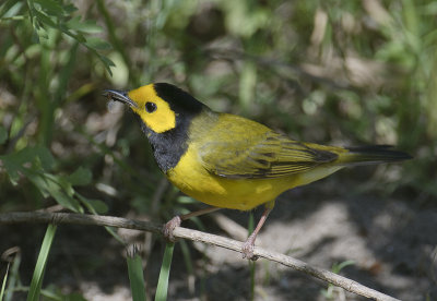 Hooded Warbler with insect
