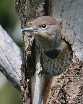 Northern Flickers