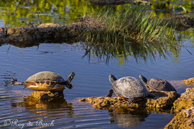 a family of painted turtles