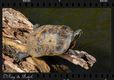 a painted turtle