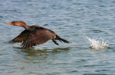 Double-crested Cormorant