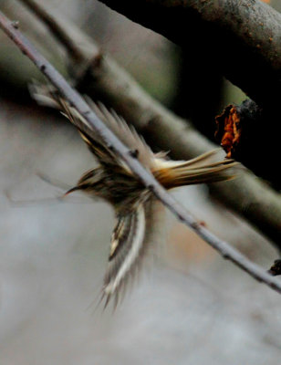 Brown Creeper