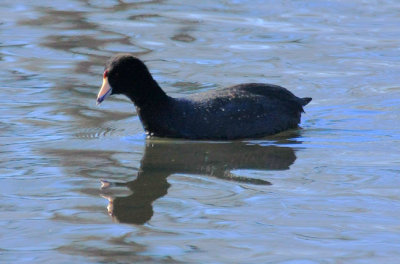 American Coot