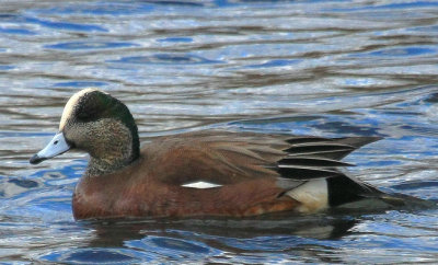 American Wigeon