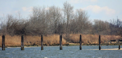 Marine Park Salt Marsh, Brooklyn, NY