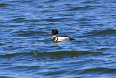 Hooded Merganser
