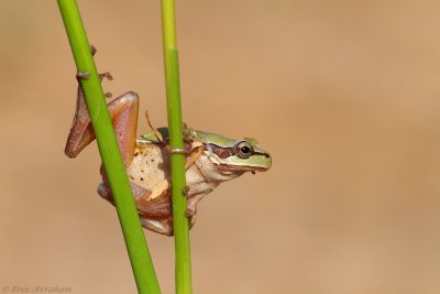 hyla savignyi