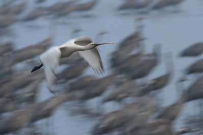 platalea leucorodia