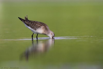 water bird