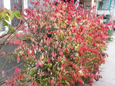 6 - Oct 30 - Still Colors - Wahed