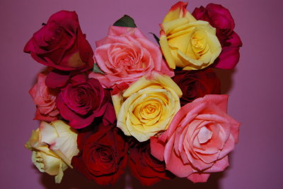 16 - Shades of Rose