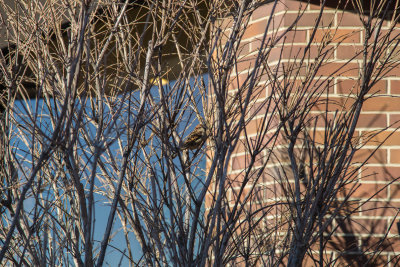 bird