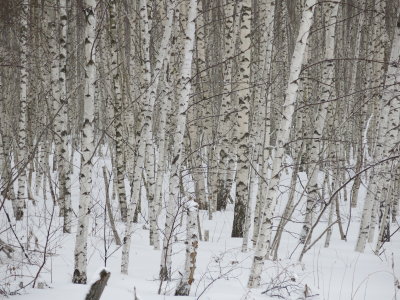 Birches before