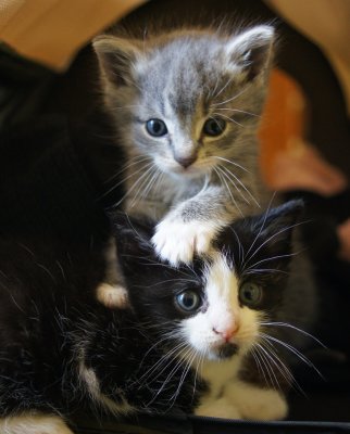 I'll protect you big brother!