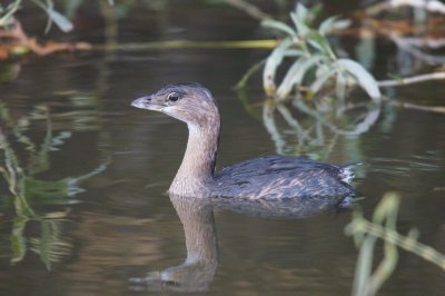 Grebe